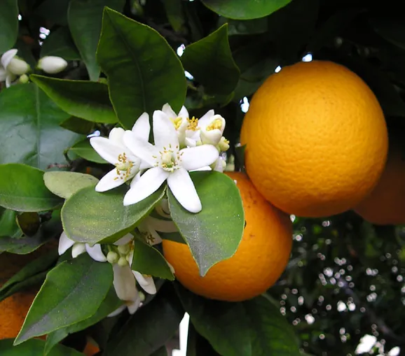 Orange blossom and a ripe orange on the tree