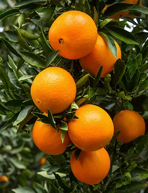 Ripe oranges growing on the tree